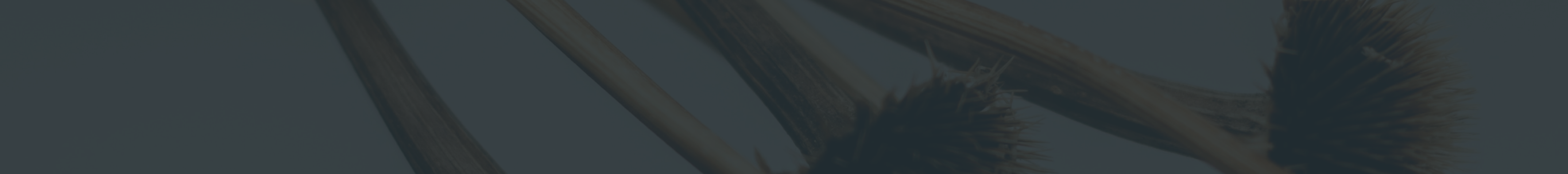 div#section-54:before